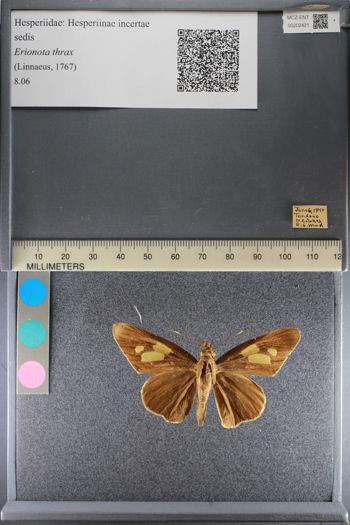 Media type: image;   Entomology 202421